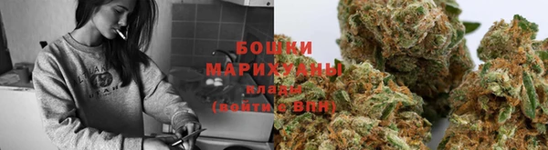 прущие грибы Горно-Алтайск